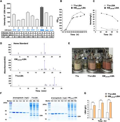 High-level expression of leghemoglobin in Kluyveromyces marxianus by remodeling the heme metabolism pathway